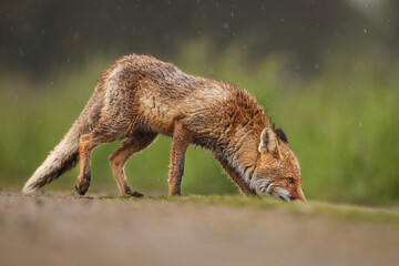Naklejka na ściany i meble An young red fox running and sniffing on an country path in the rain. Wet fur, green grass and sandy path. Amazing mammal, very common yet a very beautiful one.