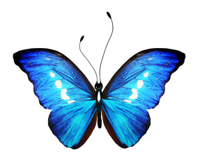 Color Morpho butterfly , isolated on the white background