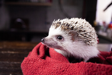  beautiful, cute hedgehog. Hedgehog in a red blanket
