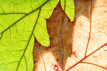 Obraz premium Background photo of dried leaves