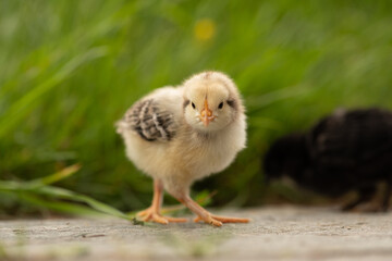 Küken freilaufend im eigenen Garten in der Wiese