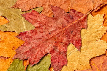 Naklejka na ściany i meble Dry autumn leaves, close-up