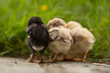 Küken freilaufend im eigenen Garten in der Wiese