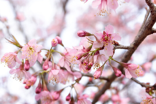 Beautiful many pink cherry blossoms are bloom on the sky background. Close-up photo. Spring concept