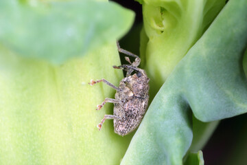 Ceutorhynchus pallidactylus (formerly quadridens) Cabbage Stem Weevil is beetle from family...