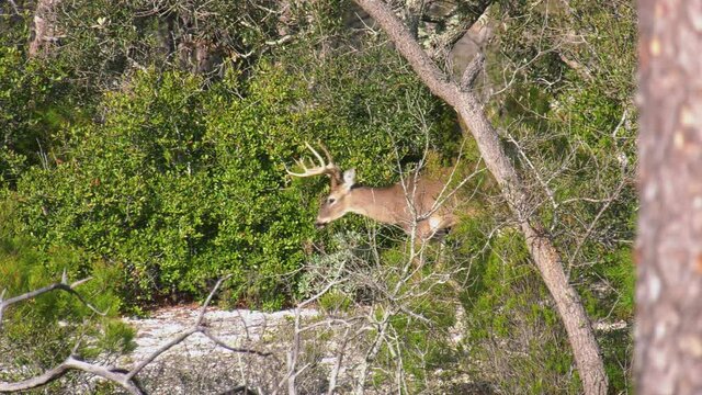 Whitetail deer casually walking on sand dunes 