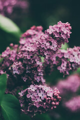 close up of lilac branch on a bush in nature, spring flowers bloom, very soft selective focus, dark gentle toning, beautiful bokeh, vertical, good for background