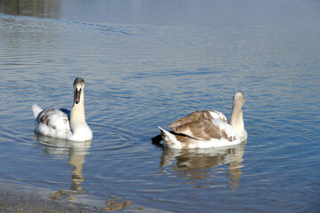 Two white swans at a lake