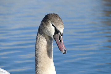 White swan at a lake