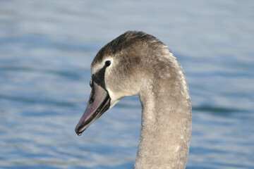 White swan at a lake