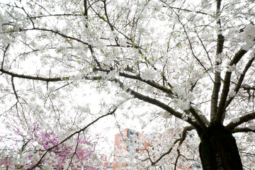 Trees in an urban park with spring flowers