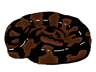 アミメニシキヘビ