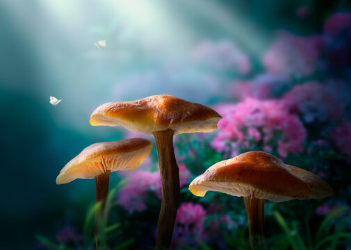Fantasy magical Mushrooms glade in enchanted fairy tale dreamy elf Forest, fairytale rose flower garden and butterflies on mysterious background, elven magic woods in night darkness with moon light © julia_arda
