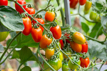 red and green tomatoes are on the green foliage background, in the garden.