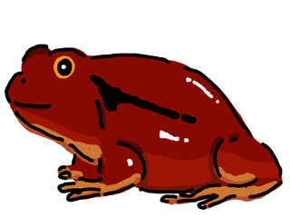 アカトマトガエル