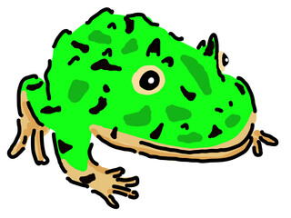 ベルツノガエル