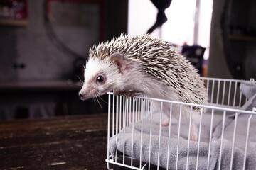 hedgehog in cage. beautiful, cute hedgehog