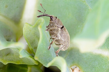 Ceutorhynchus napi weevil of beetle from family Curculionidae. This is pest of oil rape plants.