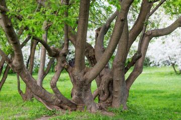 A huge spreading tree with many trunks intertwined