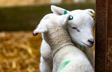 Spring lambs on a Kent farm, England