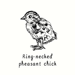 Ring-necked pheasant chick side view. Ink black and white doodle drawing in woodcut outline style. Vector illustration
