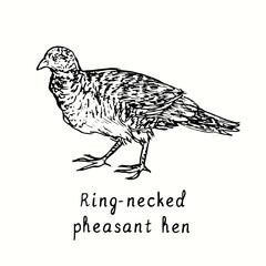 Fototapeta na wymiar Ring-necked pheasant hen side view. Ink black and white doodle drawing in woodcut outline style. Vector illustration