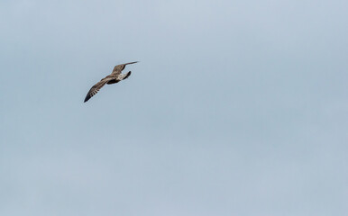 Fototapeta na wymiar A seagull flying free in the sky