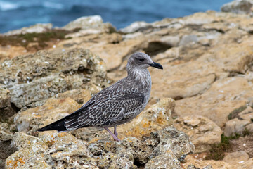 A close up of a young seagull