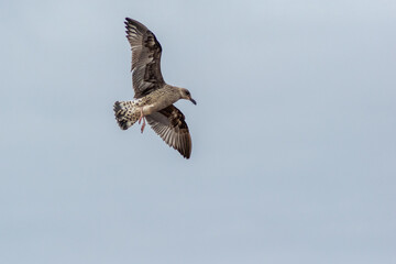 A seagull flying free in the sky
