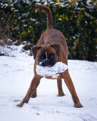 dog in snow playing