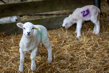 Spring lambs on a Kent farm, England