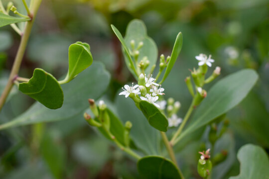White flower of Lumnitzera racemosa Willd bloom on tree in the mangrove forest.