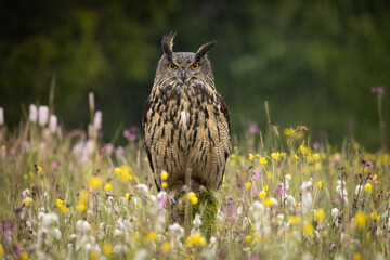 The Eurasian eagle-owl (Bubo bubo) is a species of eagle-owl that resides in much of Eurasia. Sitting quietly on a flower covered spring meadow on a rainy day. Very peaceful natural scene.