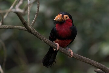 Bearded barbet perching on the tree branch.