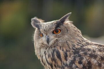 Close view of a white simple owl in the captivity. Natural background.