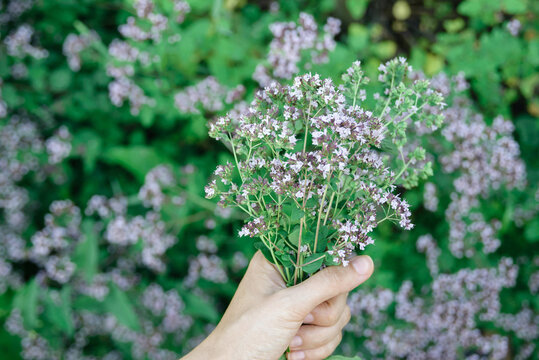 womans hand keep fresh cutting oregano plant bouquet close-up, horizontal lifestyle outdoors summer floral and botanical stock photo image