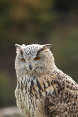 Close view of a white simple owl in the captivity. Natural background.