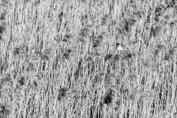 grass in the wind © zbigniew