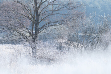 trees in the snow © zbigniew