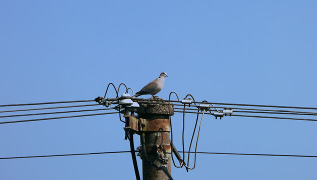 pigeon on power lines