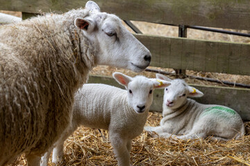 Spring lambs on a Kent farm, England