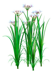 3D Rendering Butomus Plants on White