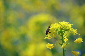蜜蜂は団子職人　花粉だんご　（四万十市　入田ヤナギ林）