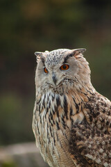 Close view of a white simple owl in the captivity. Natural background.