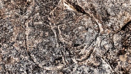 Details of a fossilized megalodontidae or cow kick shell at the famous Hintersee, Ramsau, Berchtesgaden, Bavaria, Germany