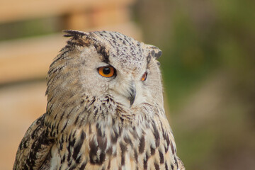 Close view of a white simple owl in the captivity. Natural background.