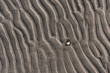 Wavy pattern of sand on a beach with a lonely shell.