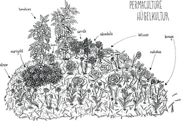 vector illustration of a black and white schema lines hand drawing of permaculture hugelkultur with vegetables and flowers
