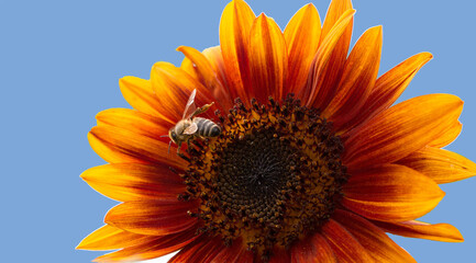 Naklejka premium A sunflower flower with bees against the blue sky on a sunny summer day. 