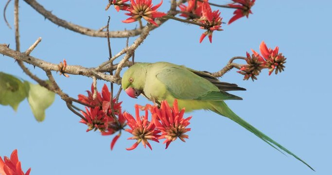 Slow-motion footage of a green Parrot drinks nectar from blooming red flowers